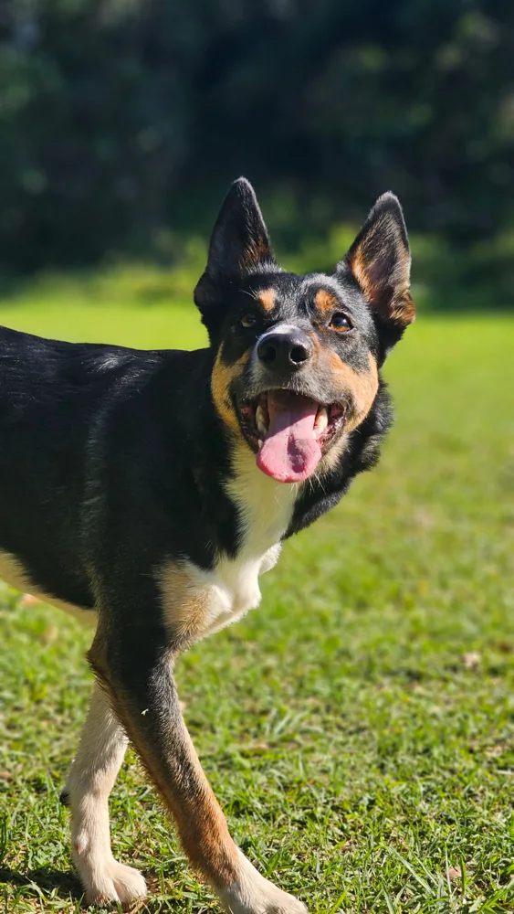 Un perro feliz corriendo al aire libre: fotografía de la colección de guías